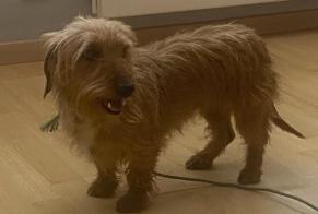 Alerte Découverte Chien Femelle Viviez France