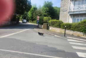 Alerte Découverte Chien  Inconnu Saint-Cast-le-Guildo France