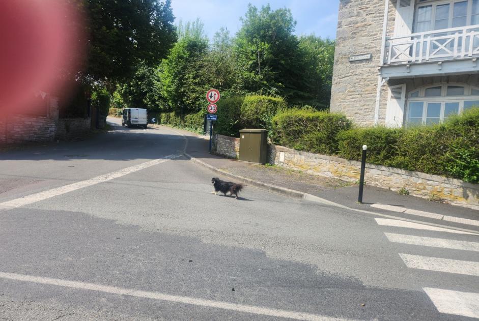 Alerte Découverte Chien  Inconnu Saint-Cast-le-Guildo France