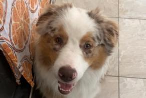 Alerte Disparition Chien  Mâle , 1 ans Montfaucon France