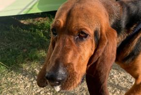 Alerte Découverte Chien Mâle Pupillin France