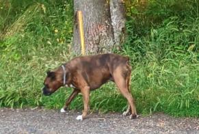 Alerte Découverte Chien Inconnu Ceyrat France