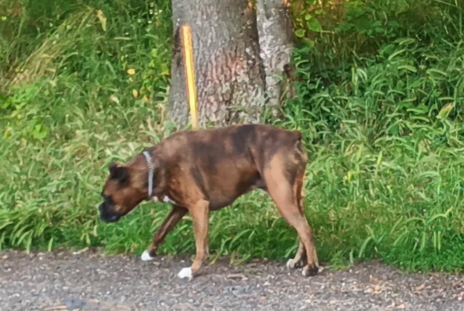 Alerte Découverte Chien Inconnu Ceyrat France
