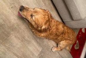 Alerte Découverte Chien  Inconnu La Rue-Saint-Pierre France