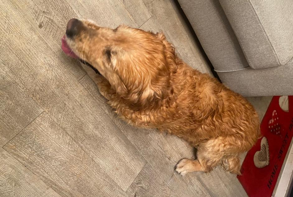 Alerte Découverte Chien  Inconnu La Rue-Saint-Pierre France