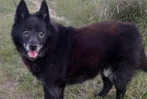 Alerte Découverte Chien croisement  Femelle Maclas France