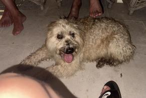 Alerte Découverte Chien croisement  Femelle , 5 ans Eymet France