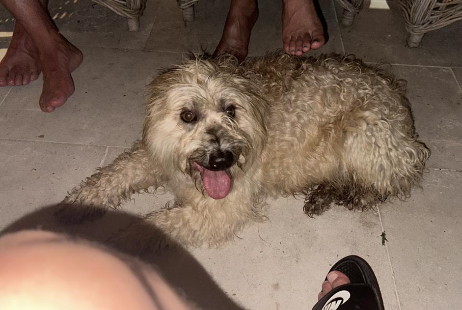 Alerte Découverte Chien croisement  Femelle , 5 ans Eymet France