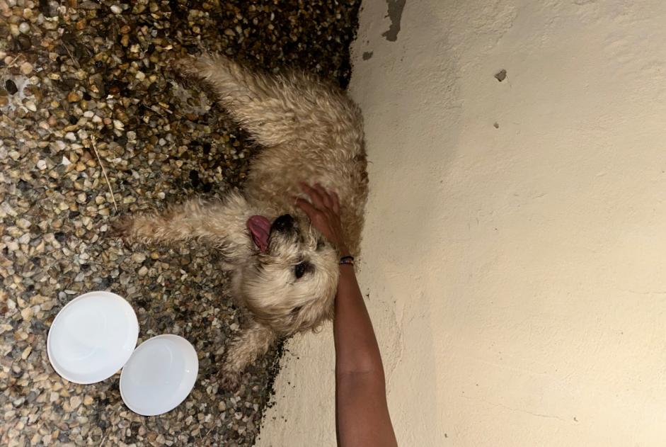 Alerte Découverte Chien croisement  Femelle , 5 ans Eymet France