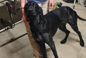 Alerte Découverte Chien Mâle Bû France