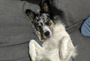 Alerte Disparition Chien croisement  Mâle , 2 ans Vaulx-en-Velin France