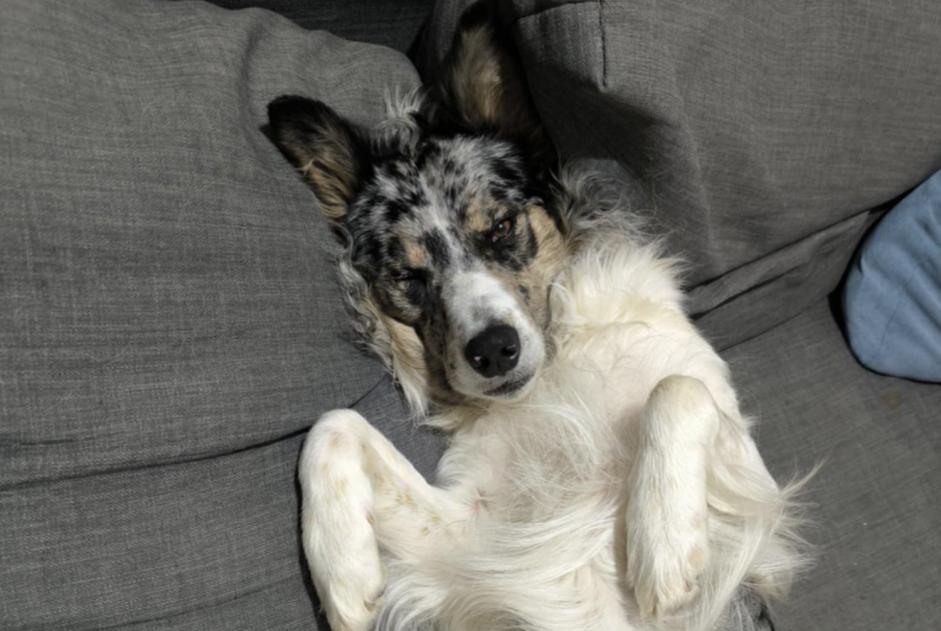 Alerte Disparition Chien croisement  Mâle , 2 ans Vaulx-en-Velin France