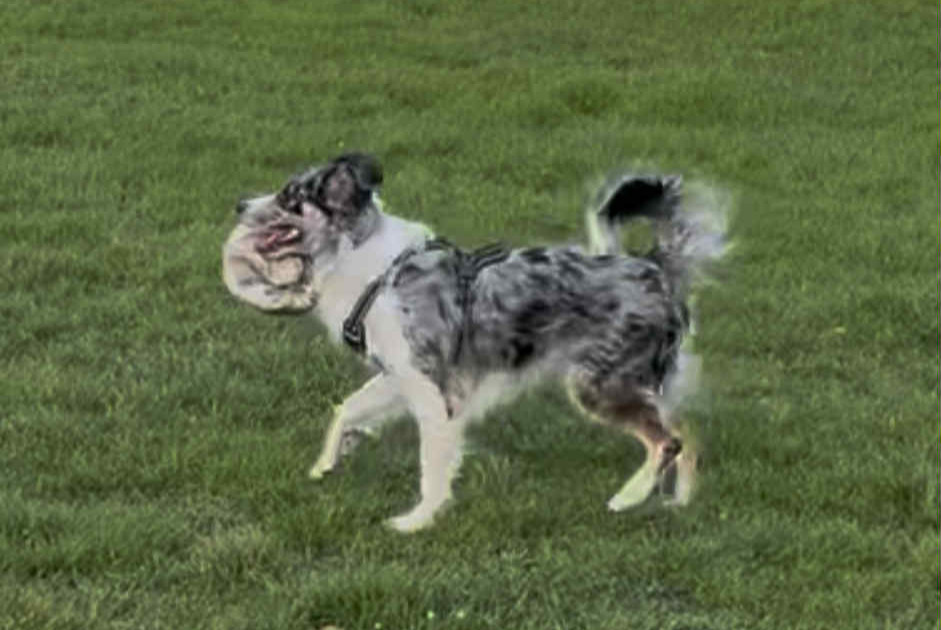 Alerte Disparition Chien croisement  Mâle , 2 ans Vaulx-en-Velin France