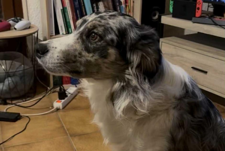 Alerte Disparition Chien croisement  Mâle , 2 ans Vaulx-en-Velin France