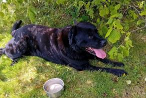 Alerte Découverte Chien  Inconnu , 10 ans Yvignac-la-Tour France