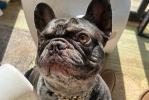 Alerte Disparition Chien  Mâle , 4 ans Genas France