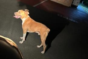 Alerte Découverte Chien Mâle Macau France
