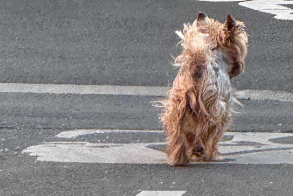 Alerte Découverte Chien  Inconnu , 3 ans La Rochelle France