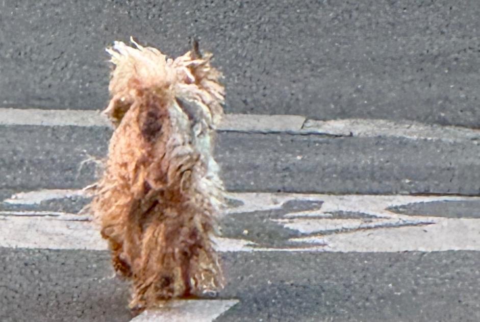 Alerte Découverte Chien  Inconnu , 3 ans La Rochelle France