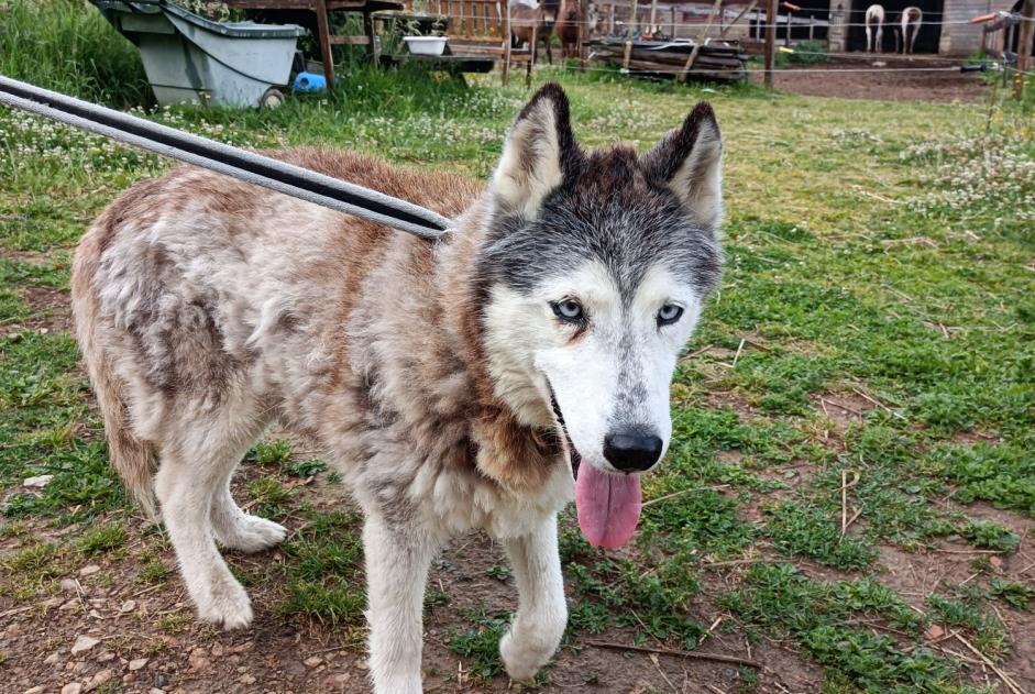 Alerte Découverte Chien  Femelle Plouigneau France