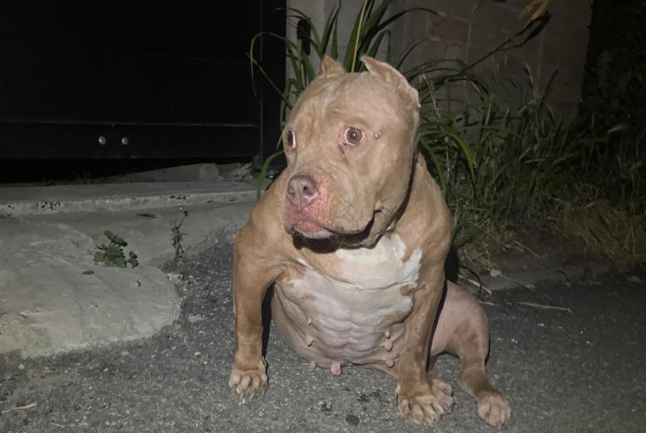 Alerte Découverte Chien Inconnu Estrées France