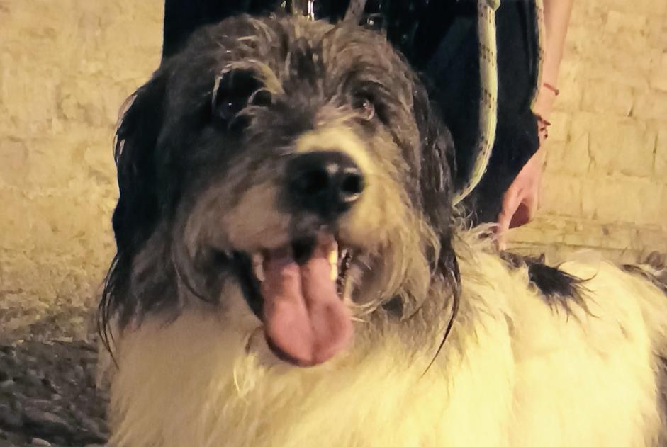 Alerte Découverte Chien croisement  Mâle Oloron-Sainte-Marie France