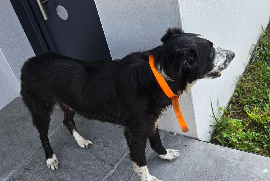 Alerte Découverte Chien Inconnu Narrosse France