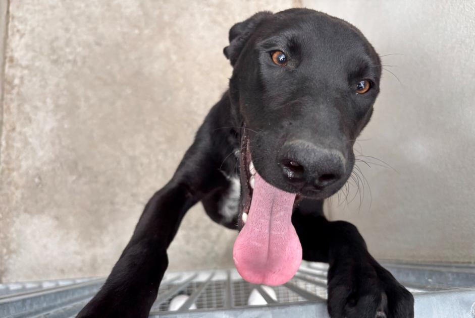 Alerte Découverte Chien croisement  Femelle , Entre 7 et 9 mois Morainvilliers France