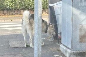 Alerte Découverte Chien  Inconnu Drocourt France