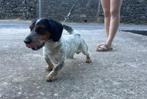 Alerte Découverte Chien croisement  Mâle Mialet France