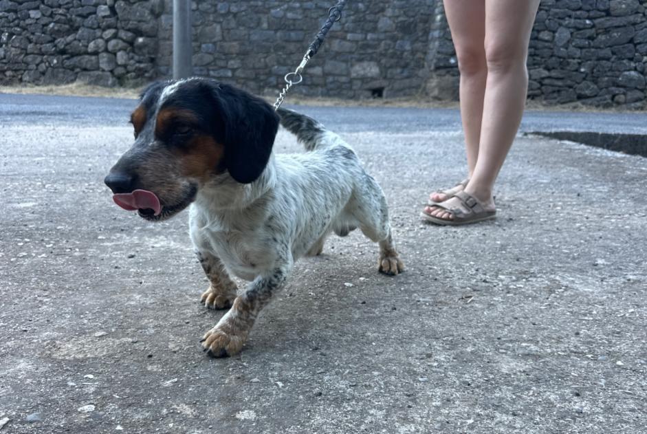 Alerte Découverte Chien croisement  Mâle Mialet France