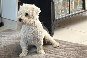 Alerte Disparition Chien  Mâle , 2 ans Montmain France