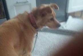 Alerte Disparition Chien croisement  Femelle , 10 ans Saint-Germain-en-Laye France
