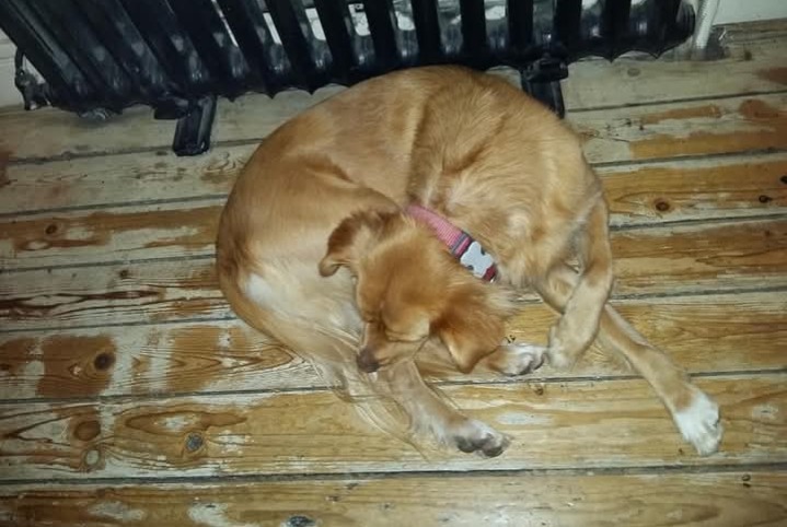 Alerte Disparition Chien croisement  Femelle , 10 ans Saint-Germain-en-Laye France