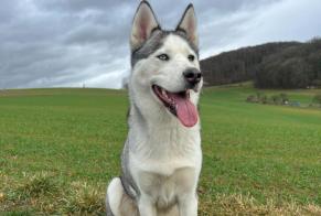 Alerte Disparition Chien  Femelle , 4 ans Village-Neuf France