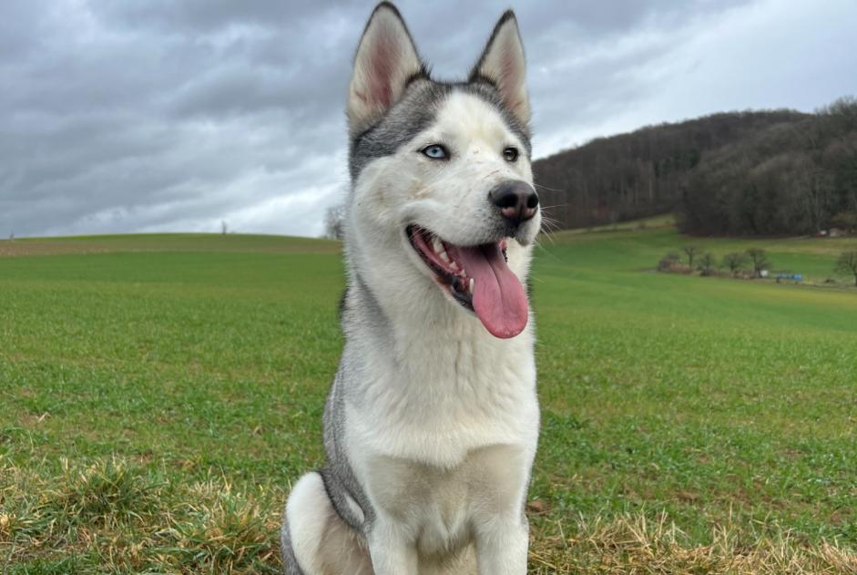Alerte Disparition Chien  Femelle , 4 ans Village-Neuf France