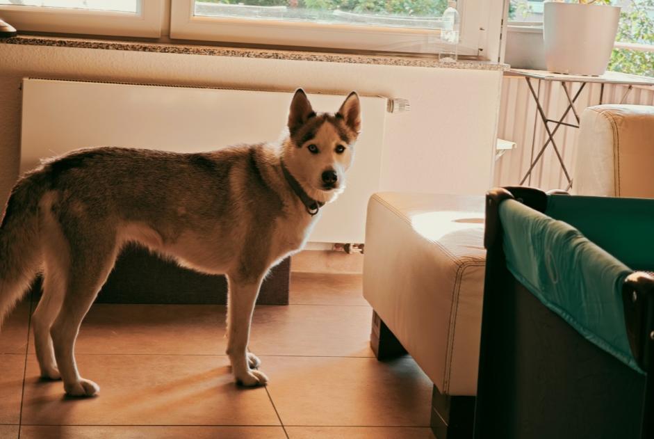 Alerte Disparition Chien  Femelle , 4 ans Village-Neuf France