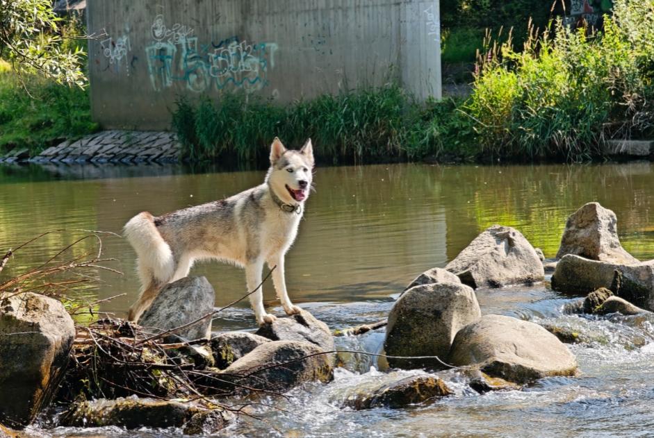 Alerte Disparition Chien  Femelle , 4 ans Village-Neuf France