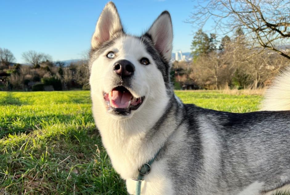 Alerte Disparition Chien  Femelle , 4 ans Village-Neuf France