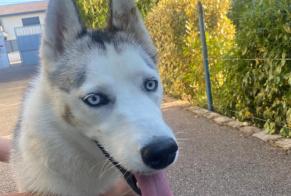 Alerte Découverte Chien  Femelle Tignieu-Jameyzieu France