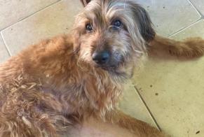Alerte Découverte Chien croisement  Mâle Ligardes France