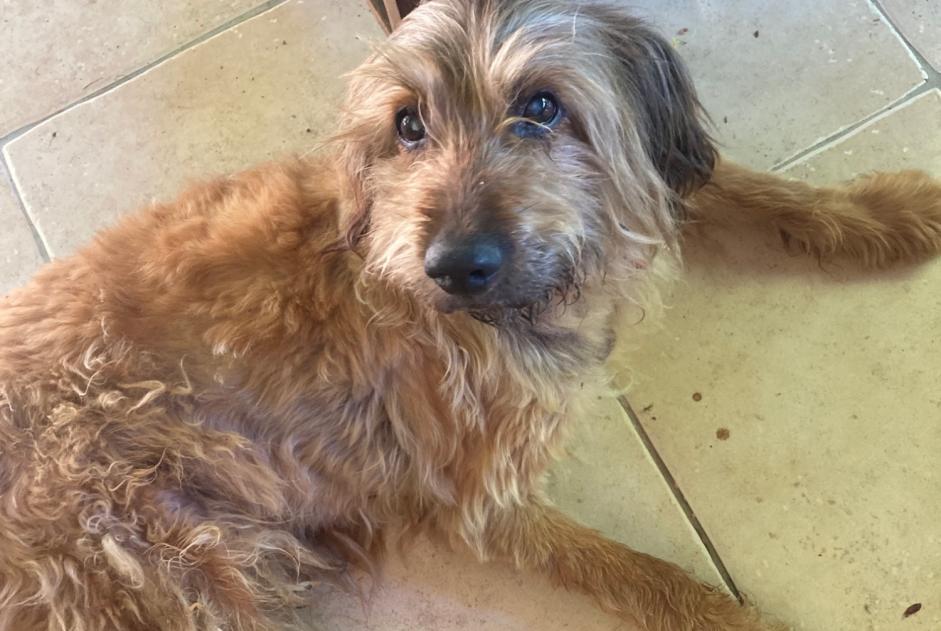 Alerte Découverte Chien croisement  Mâle Ligardes France