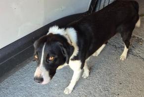 Alerte Découverte Chien Mâle Labarthe-Rivière France
