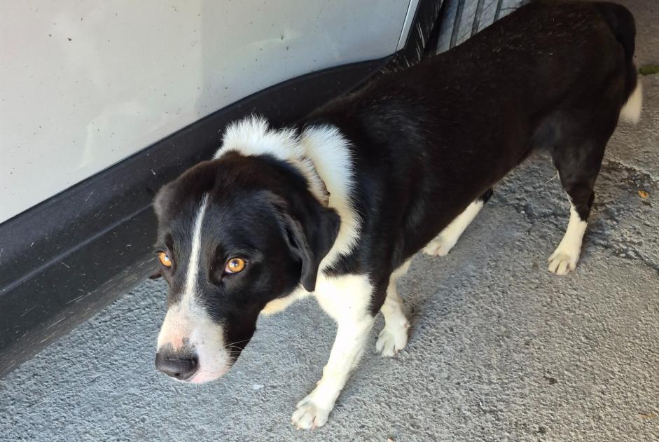 Alerte Découverte Chien Mâle Labarthe-Rivière France