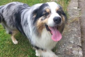Alerte Découverte Chien  Inconnu Thury-Harcourt-le-Hom France