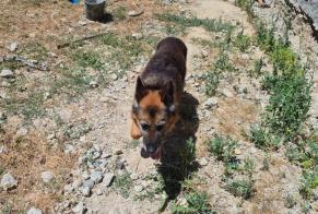 Alerte Découverte Chien  Mâle Saint-Victor-de-Cessieu France