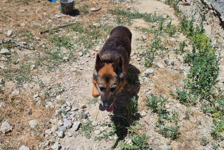 Alerte Découverte Chien  Mâle Saint-Victor-de-Cessieu France
