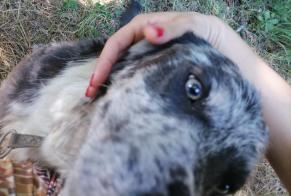 Alerte Découverte Chien  Inconnu Saint-Gérons France