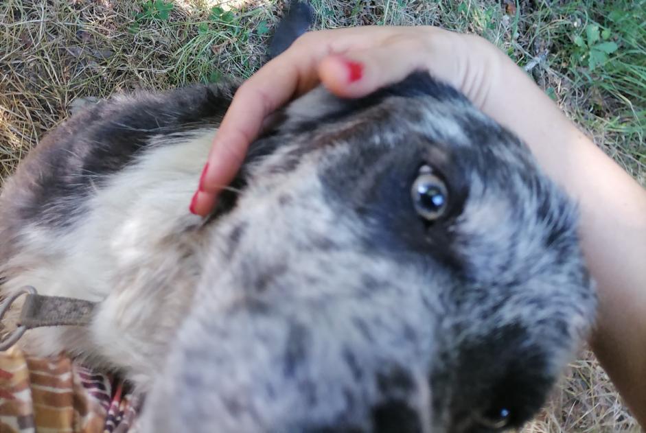 Alerte Découverte Chien  Inconnu Saint-Gérons France