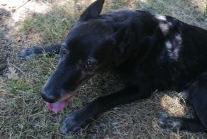 Alerte Découverte Chien Inconnu Saint-Gérons France